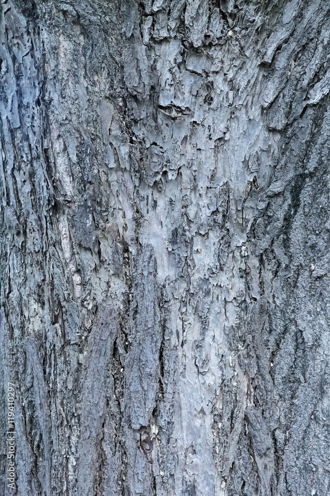 Obraz premium 木肌