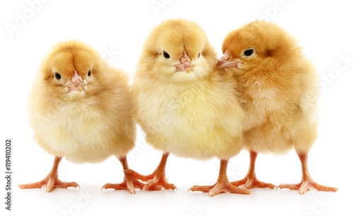 Wallpaper Mural Three yellow chickens. Torontodigital.ca