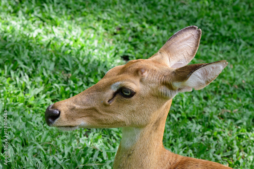 Burmese brow-antlered deer or Rucervus eldii thamin. Burmese brow-antlered deer or Rucervus eldii thamin.