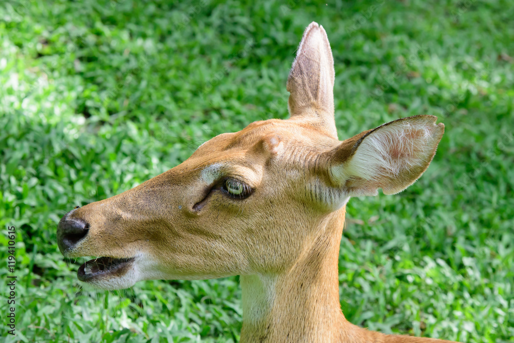 Burmese brow-antlered deer or Rucervus eldii thamin. Burmese brow-antlered deer or Rucervus eldii thamin.