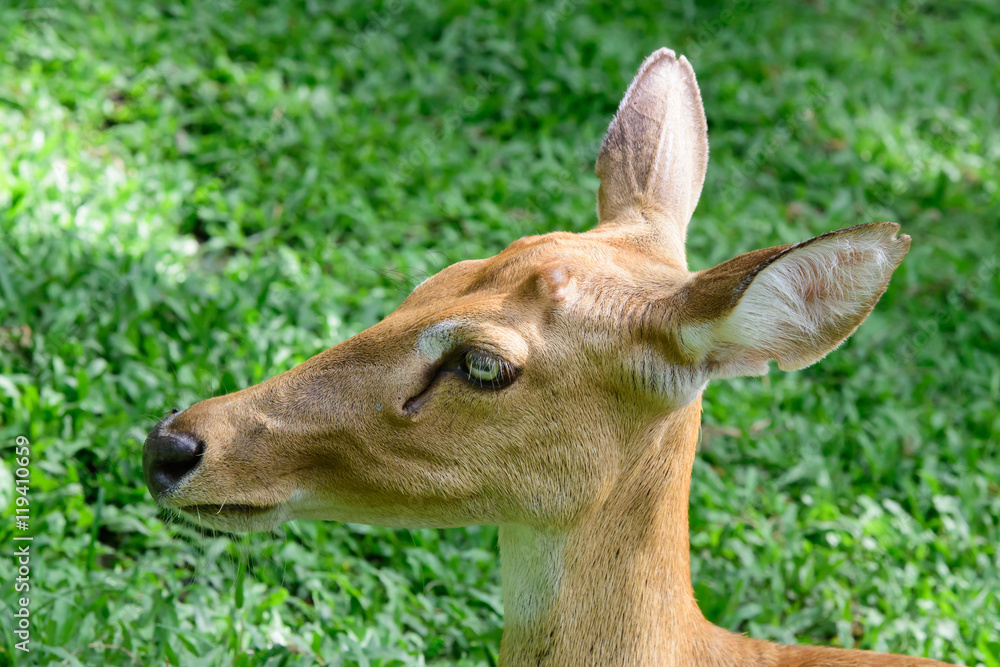 Burmese brow-antlered deer or Rucervus eldii thamin. Burmese brow-antlered deer or Rucervus eldii thamin.