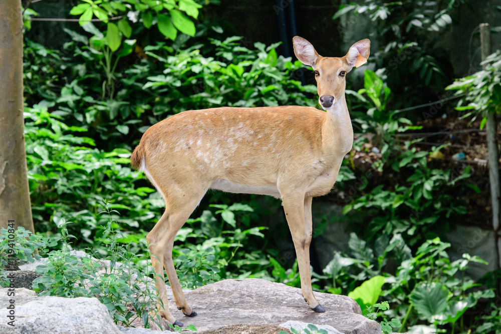 Obraz premium Burmese brow-antlered deer or Rucervus eldii thamin.