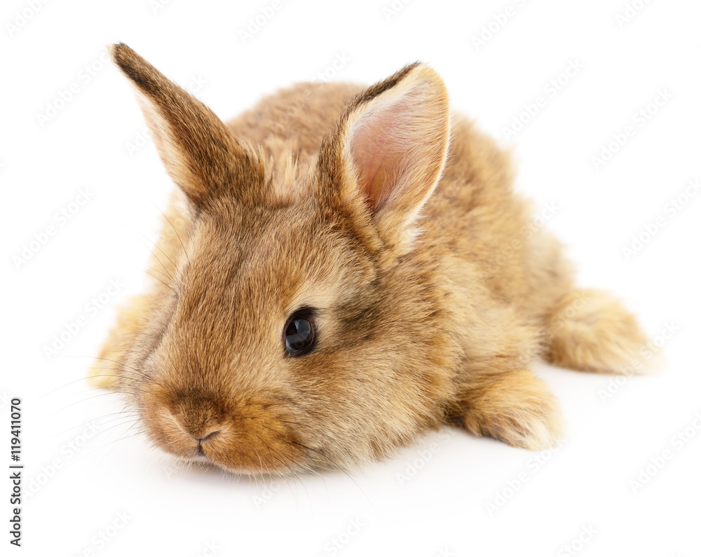 Brown rabbit on white. Brown rabbit on white.