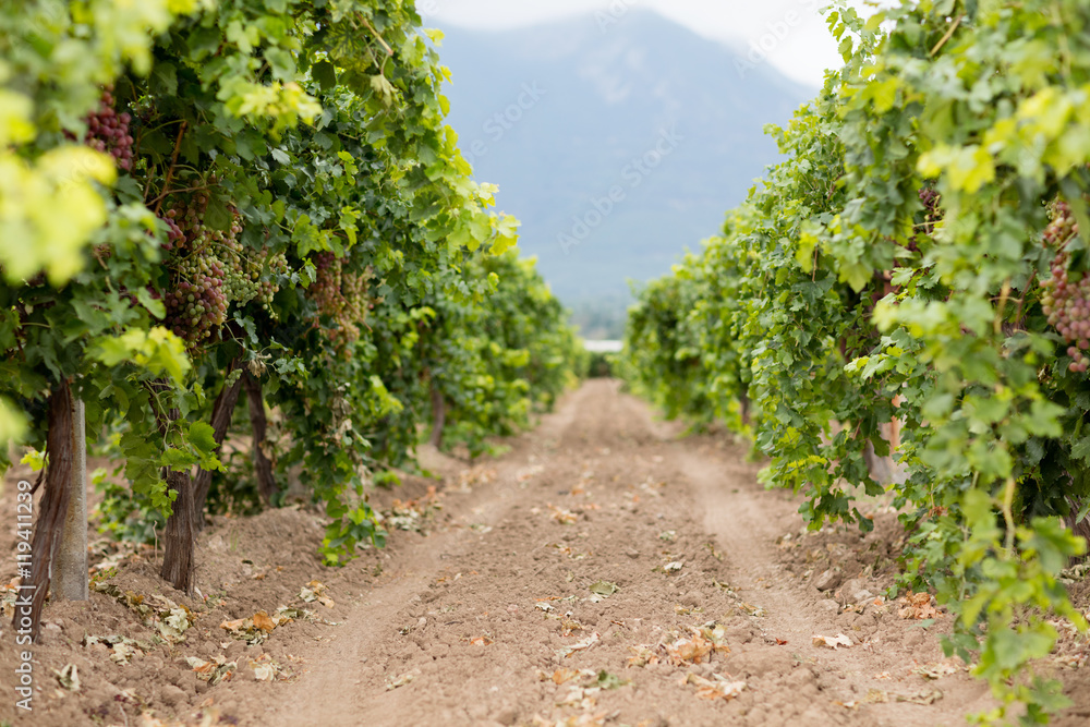 Red grape vineyard. Red grape vineyard.