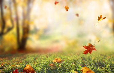 Beautiful  landscape with yellow trees,green grass and sun. 