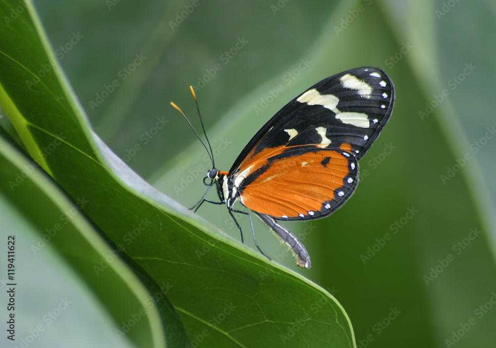 Obraz premium Melinaea scylax