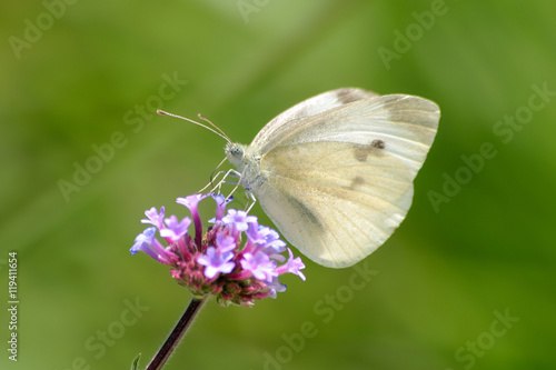 Cabbage White