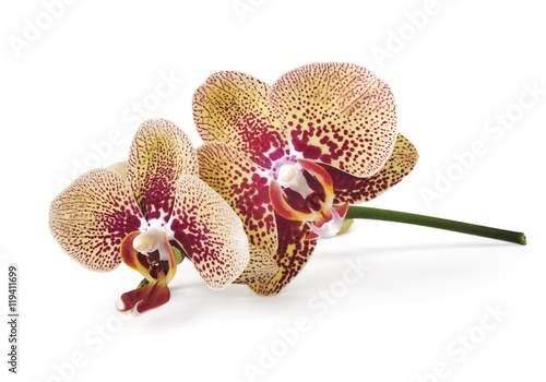 Orchid. Orchid flowers. Beautiful orchid flowers isolated on white.(selective focus)