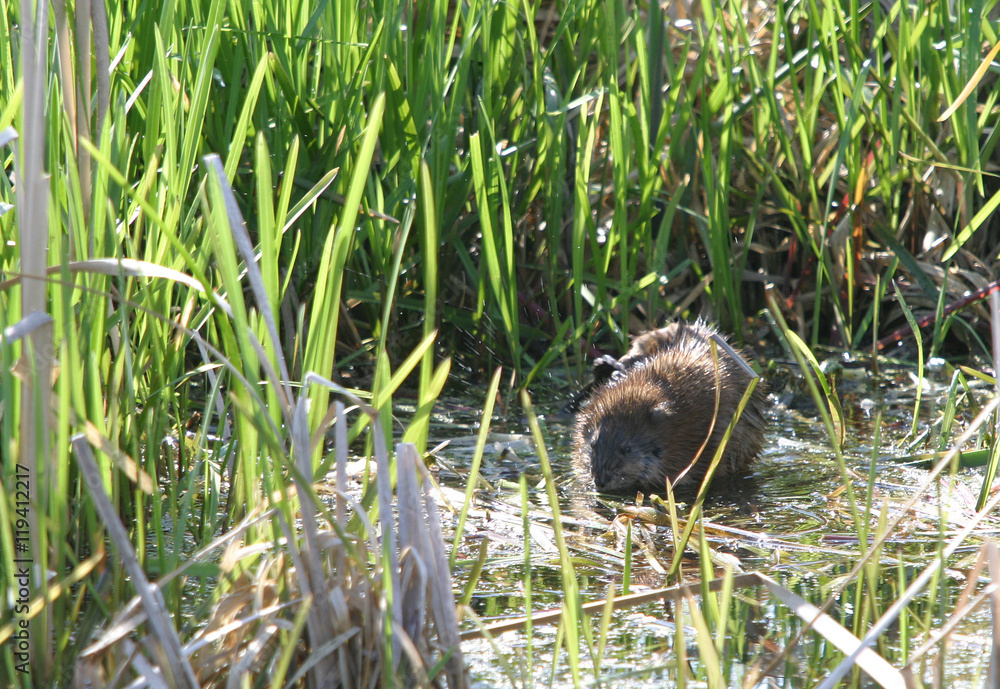 beaver beaver