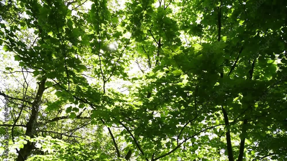 鉢伏山の木々と木漏れ日 鉢伏山の木々と木漏れ日