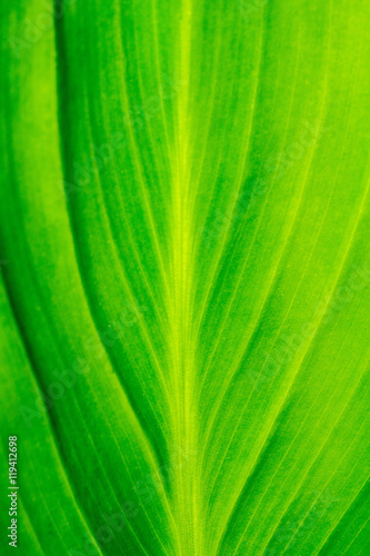 Green Leaf Macro