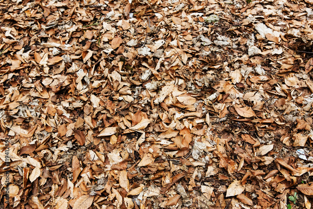 Fallen leaves texture