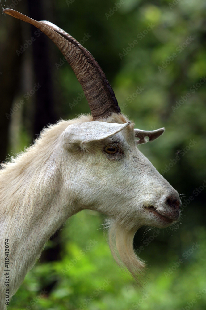 portrait of a goat portrait of a goat