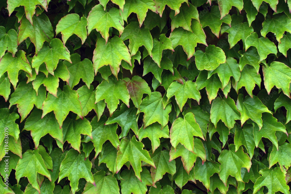ivy on the wall ivy on the wall