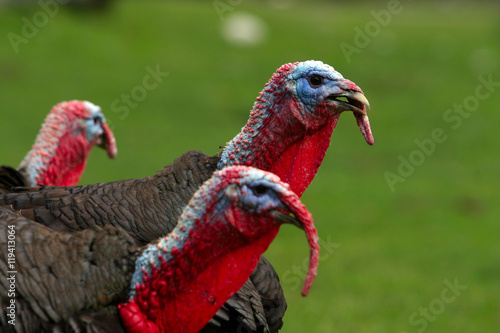 turkeys