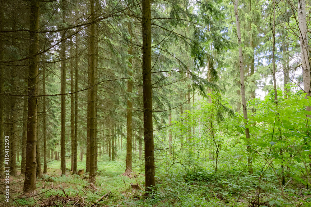 Fototapeta premium coniferous forest in summer