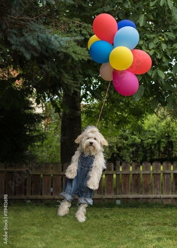 Canvastavla Hund Havaneser fliegt mit Ballons