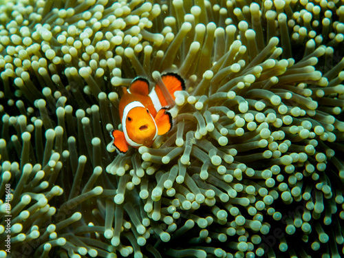 anemone fish at underwater, philippines