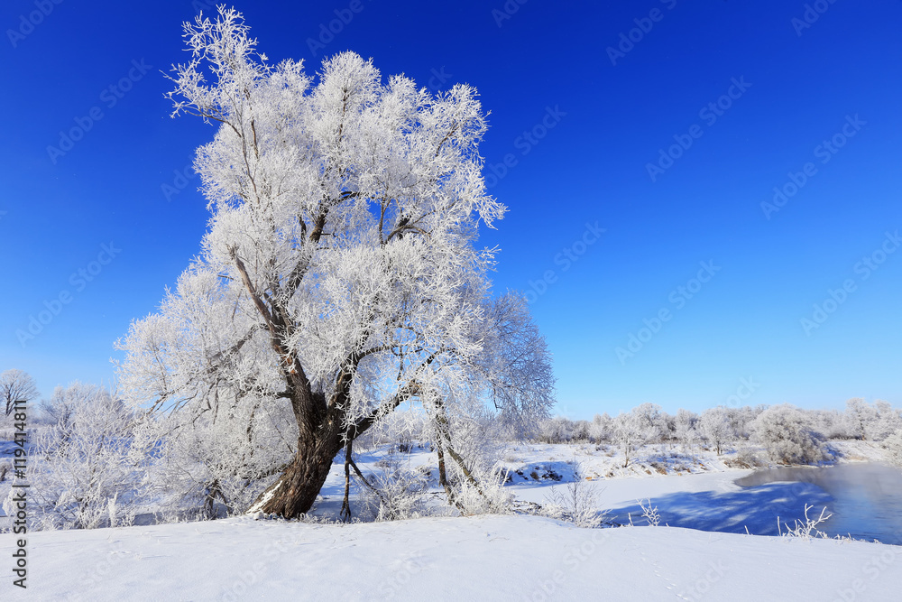 winter landscape