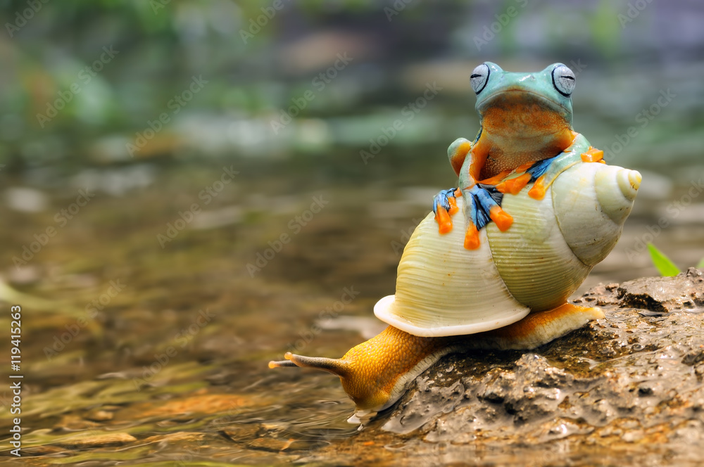Naklejka premium flying frog, frog, tree frog, frog on snail,
