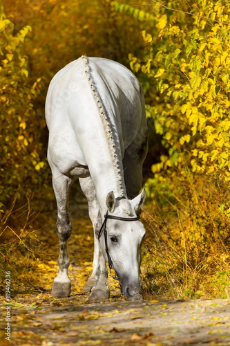 White horse against autumn yellow trees