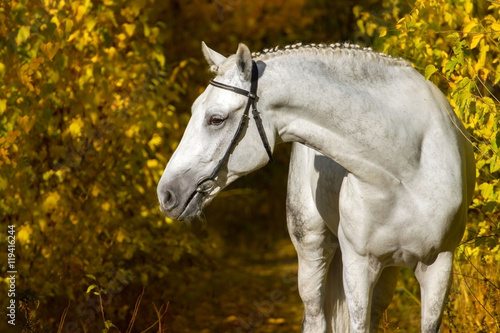 White horse against autumn yellow trees