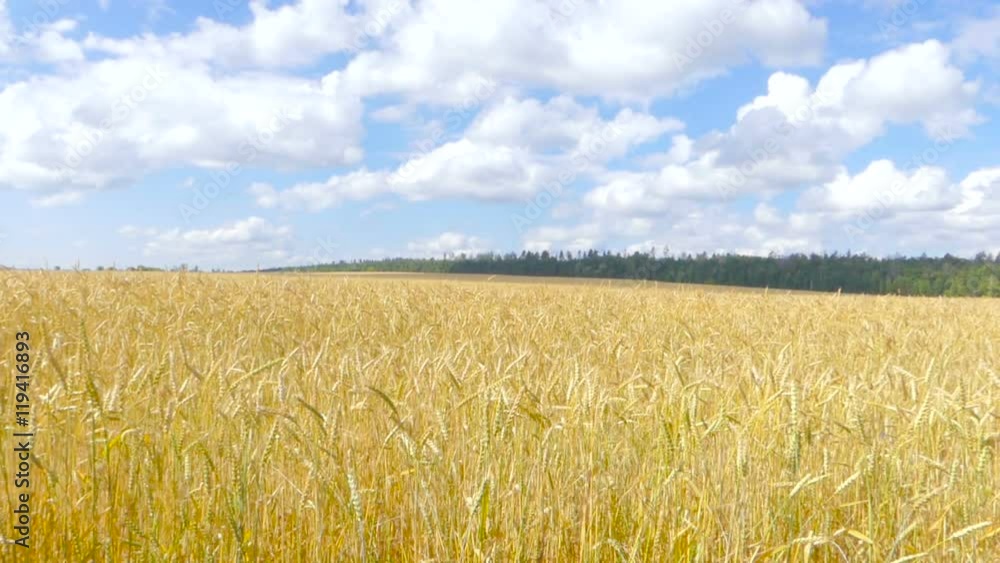 Yellow ears of wheat swaying in the wind on the field in a sunny summer day. White clouds in the blue sky. Rural landscape. Yellow ears of wheat swaying in the wind on the field in a sunny summer day. White clouds in the blue sky. Rural landscape.
