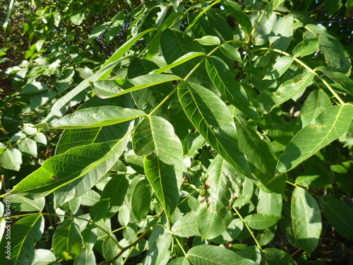 detail of a green wallnut leaf © luciezr