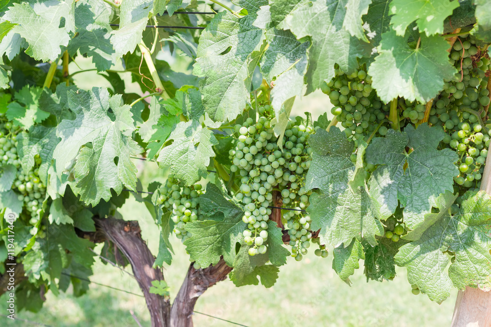 Ripening grapes on the vineyard closeup Ripening grapes on the vineyard closeup