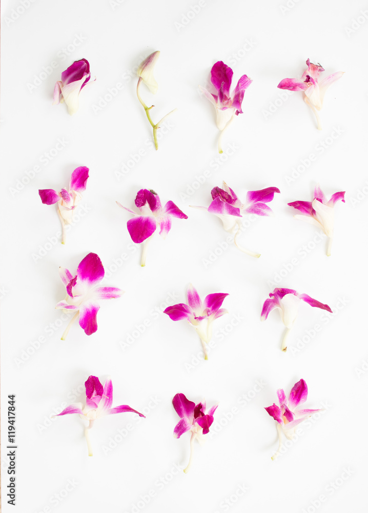 violet orchid isolated