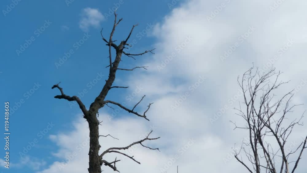 Bare dry tree against the blue sky and floating clouds. Time lapse. Bare dry tree against the blue sky and floating clouds. Time lapse.
