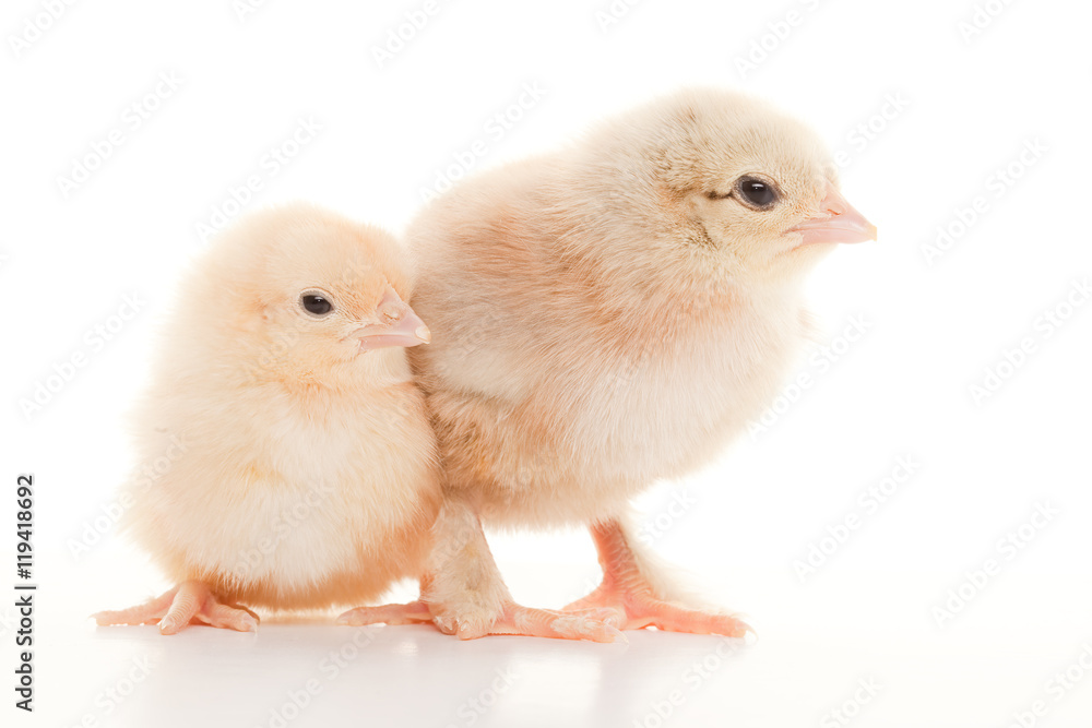 Obraz premium Small fluffy chickens
