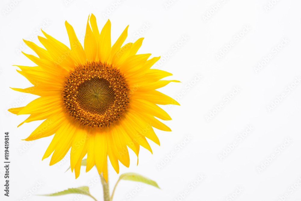 ヒマワリの花 ヒマワリの花