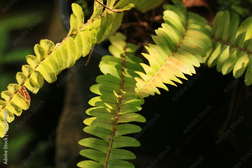Fototapeta premium Fern