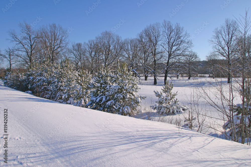 winter Forest winter Forest