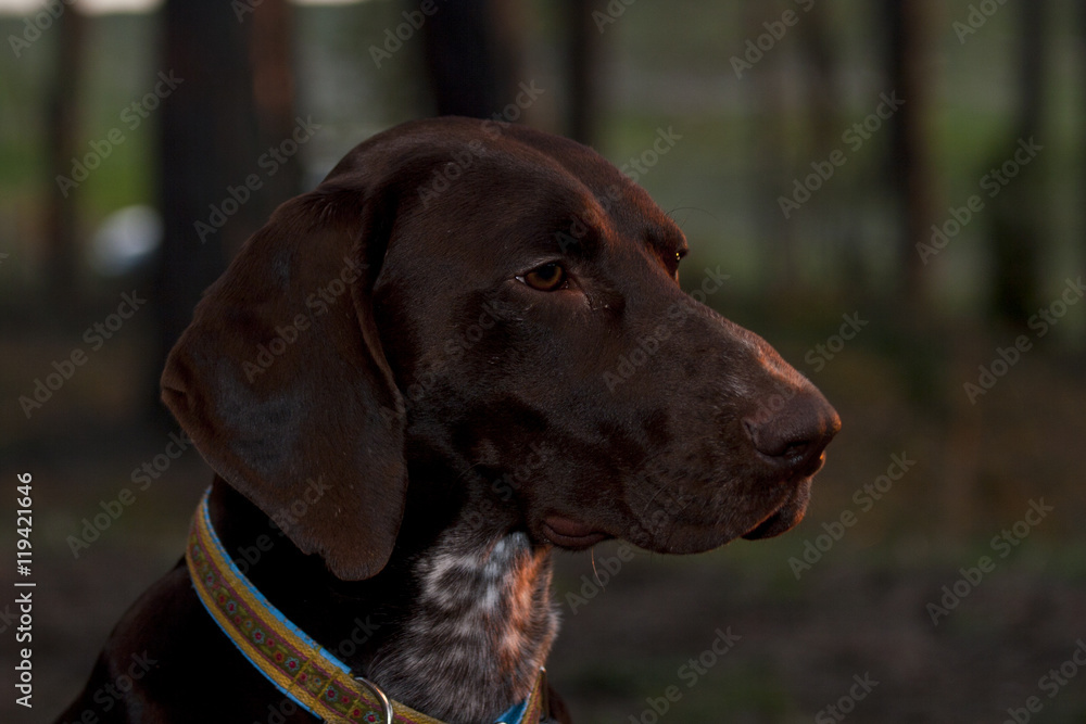 Pointer dog