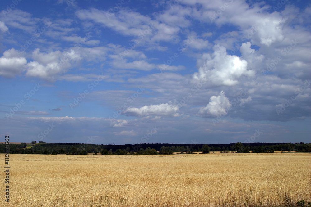 Obraz premium summer landscape