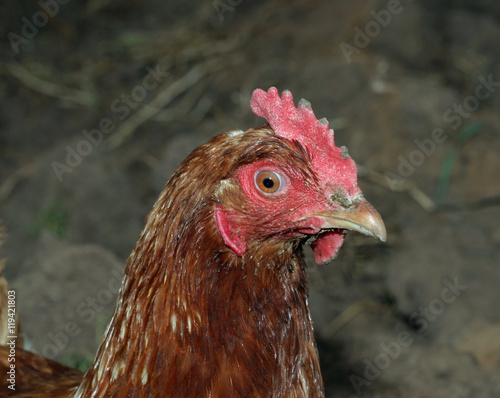 chickens © salman2