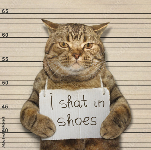 A cat shat in shoes of its owner. It was arrested.