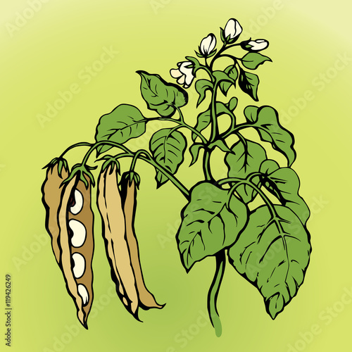 Branches beans. Vector drawing