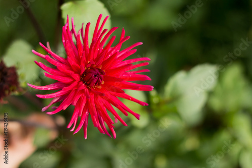 Астра / Aster