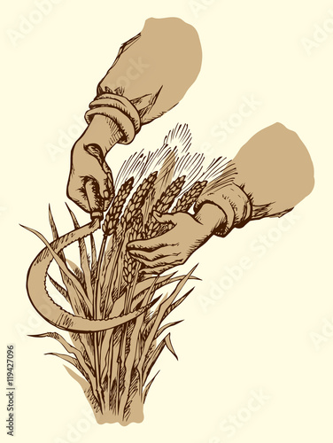 Hand mowing sickle wheat. Vector drawing