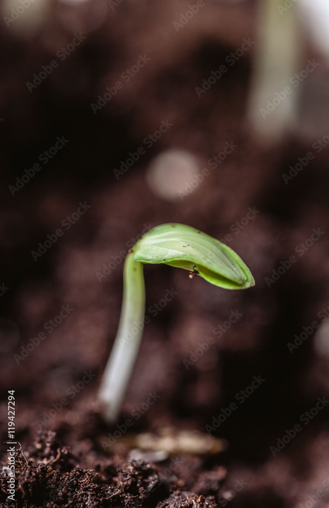 Young sprout in springtime,Closeup. Young sprout in springtime,Closeup.