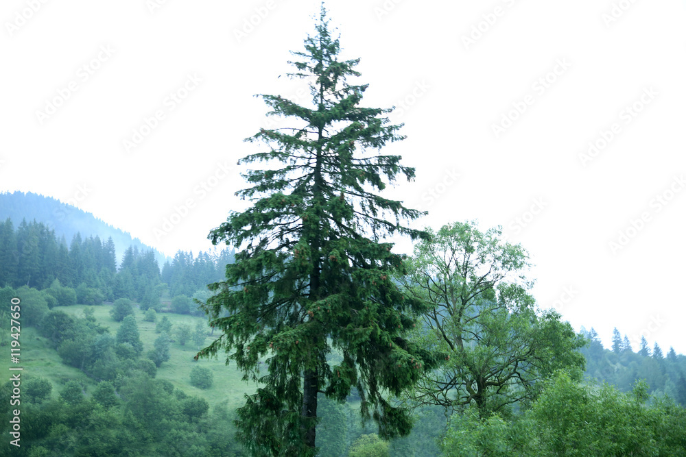 Single tree on mountain forest background