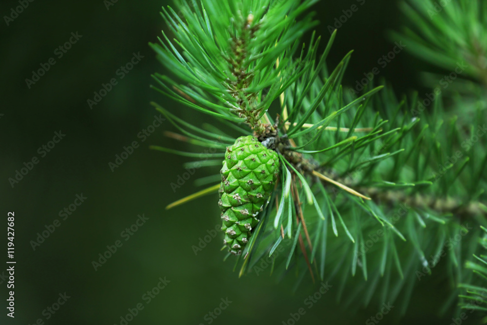 New green pine cone on branch, closeup New green pine cone on branch, closeup