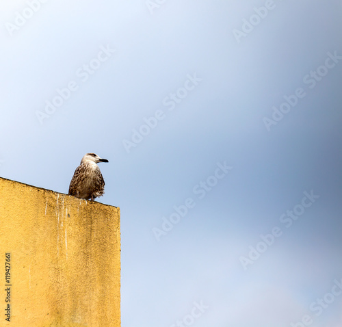 Seagull standing on his feet. seagull . Isolated over a roof