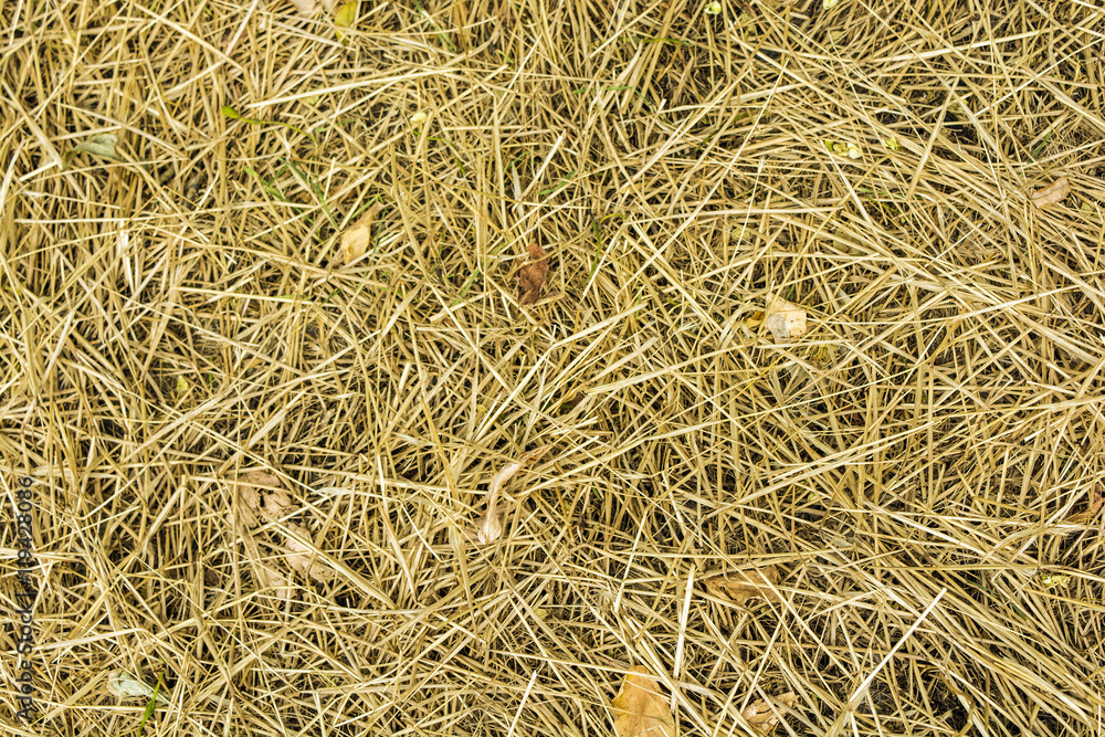 dry grass hay background Autumn