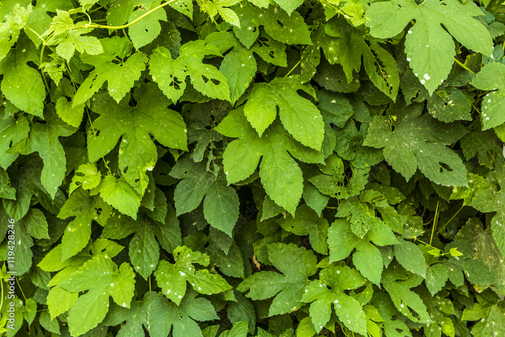 Green leaves background texture relief Green leaves background texture relief