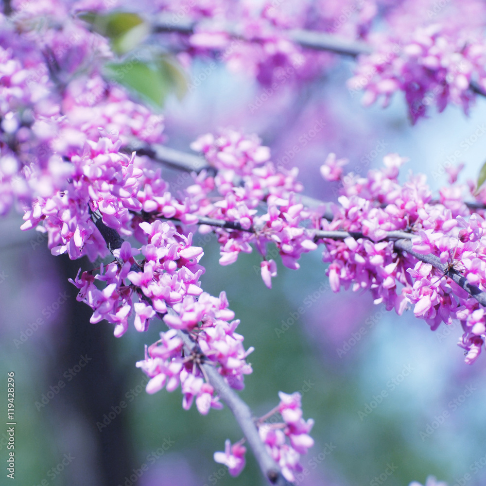 Pink blossom branch