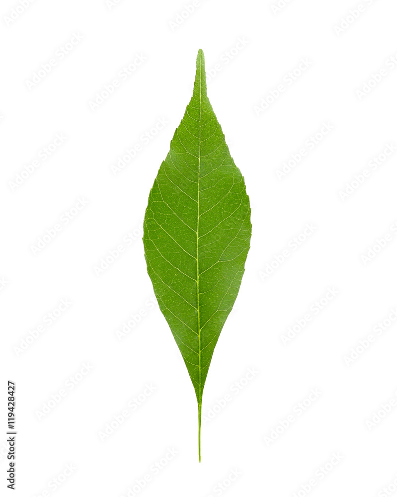 Green leaf, isolated on white Green leaf, isolated on white